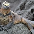 Urzeitdrachen auf Galapagos