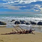 "Urzeitechse" am Strand der Moeraki Boulders