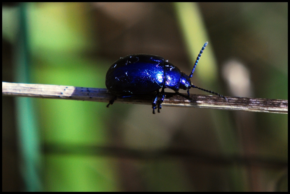 "Urzeitkäfer waren blauer"