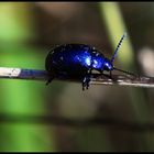 "Urzeitkäfer waren blauer"