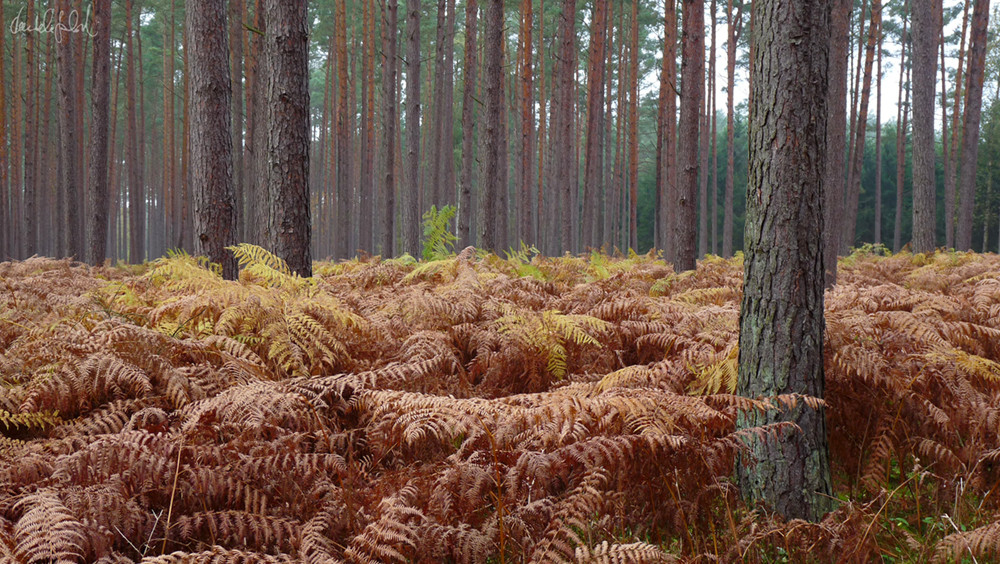 urzeitlicher Wald