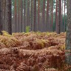 urzeitlicher Wald