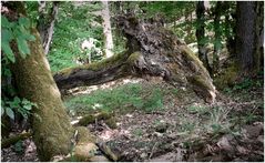 Urzeitliches Monster?