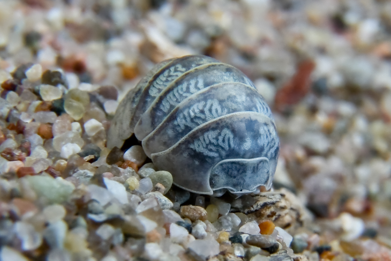 urzeitliches Strandtgut