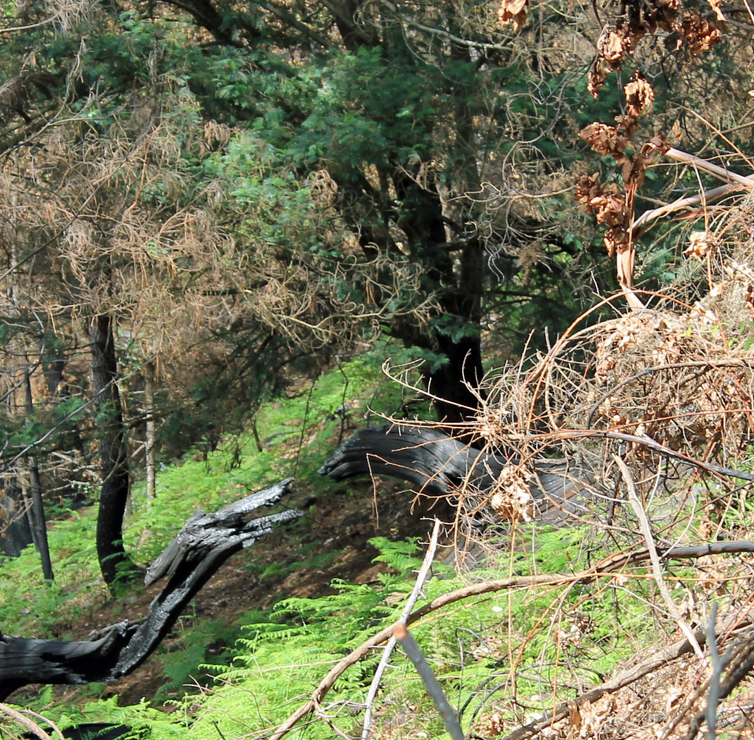 Urzeitmonster im Wald