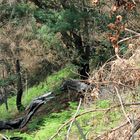 Urzeitmonster im Wald