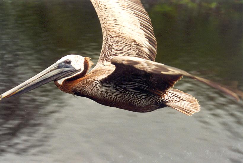 USA (1991), Florida