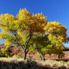 USA 2011 - Autorundreise "Grand Circle" - Der Herbst war auf der Tour überall gegenwärtig