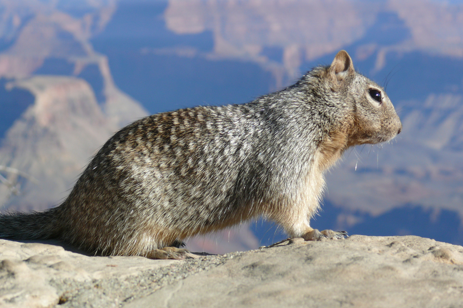 USA 2011 - Squirrel am Grand Canyon