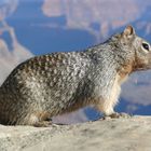 USA 2011 - Squirrel am Grand Canyon