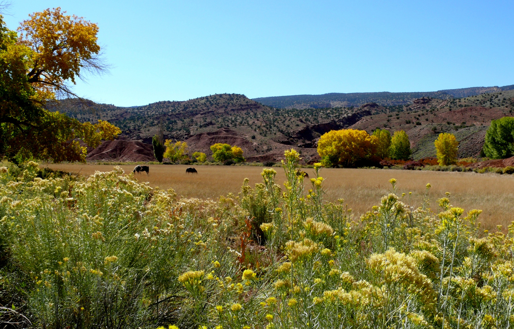 USA 2013 - Rundreise "Grand Circle"  (4) - Capitol Reef Nationalpark