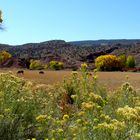 USA 2013 - Rundreise "Grand Circle"  (4) - Capitol Reef Nationalpark