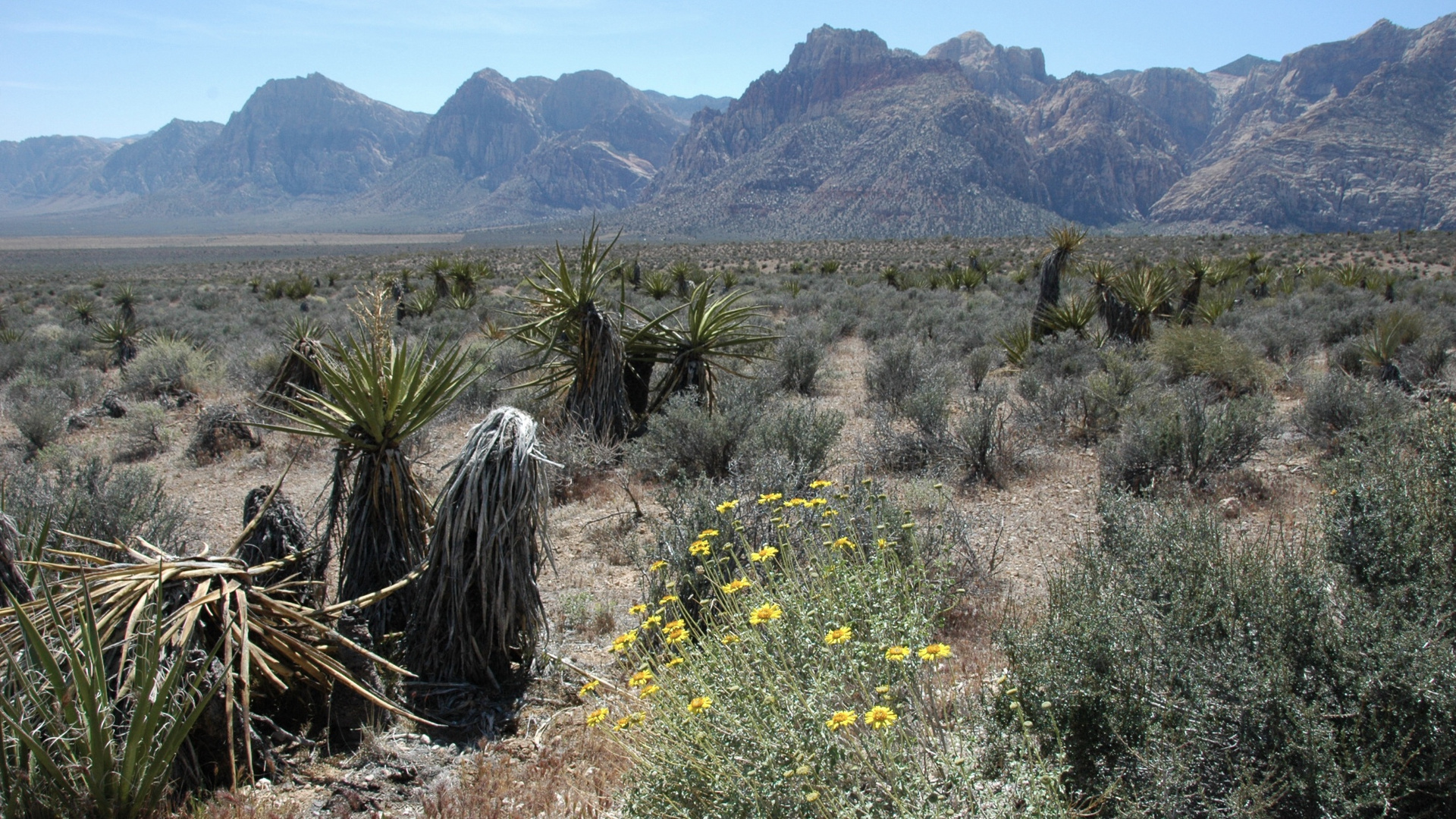 USA (2014), Nevada