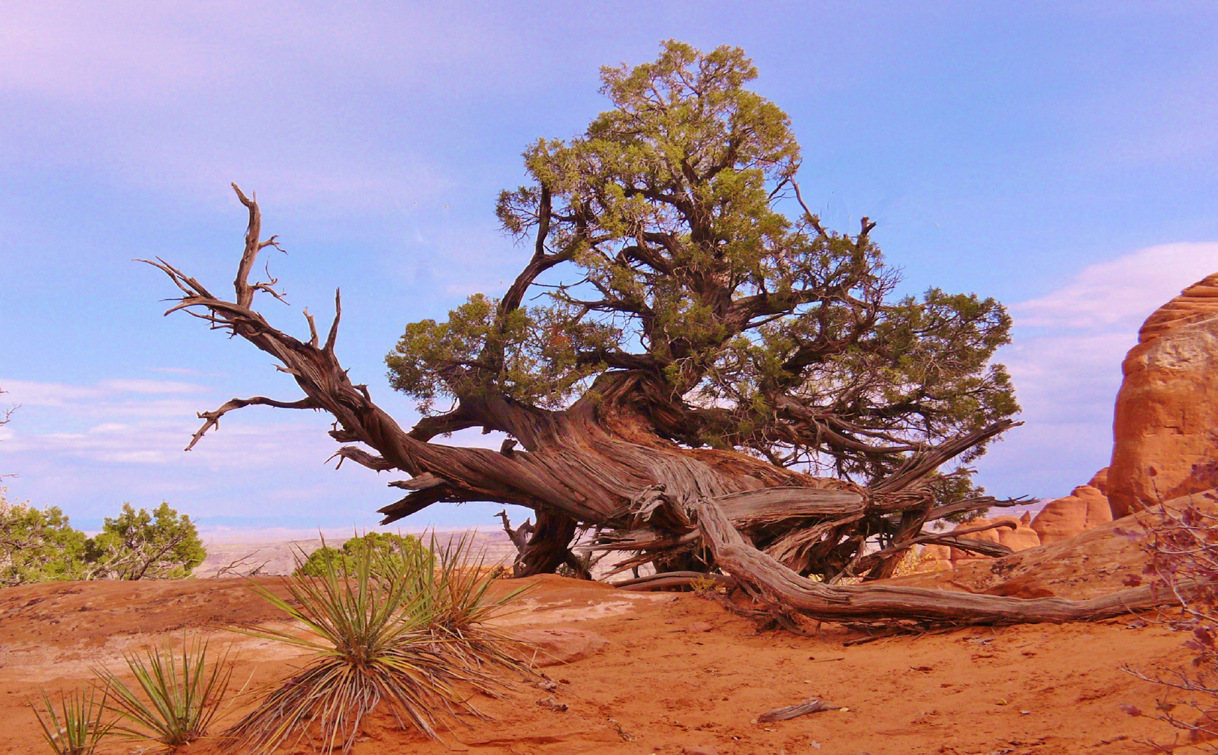 USA 2018 - Arches NP (2) / Baum als Schildkröte getarnt