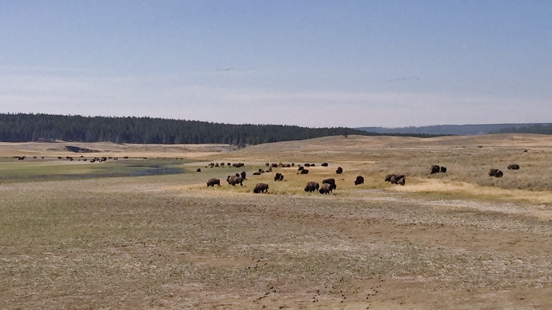 USA 2018 - Bisonherde im Yellowstone NP