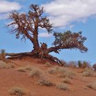 USA 2018 - Monument Valley (4) - Die Trockenheit hinterläßt Spuren 