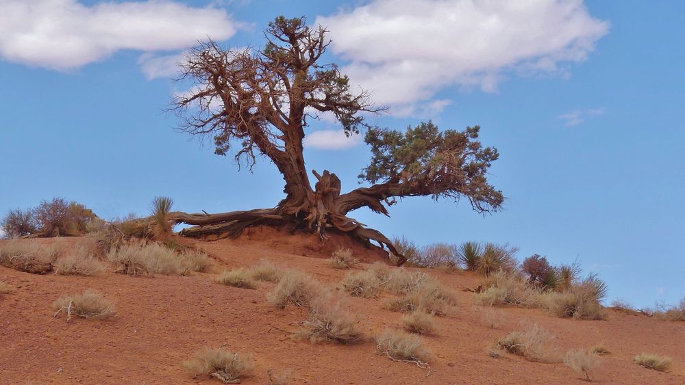 USA 2018 - Monument Valley (4) - Die Trockenheit hinterläßt Spuren 