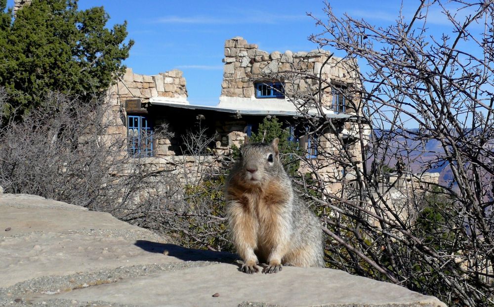 USA 2018 - Squirrel am Grand Canyon