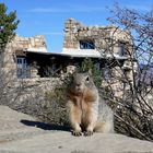 USA 2018 - Squirrel am Grand Canyon