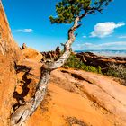 USA, Arches NP, Überlebenskünstler