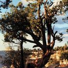 USA-Arizona-Grand Canyon