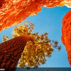 USA, Bryce Canyon NP, Into the Light