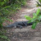 USA-Florida. Everglades: Ende einer Wanderung- der Alligator hatte die besseren Argumente.