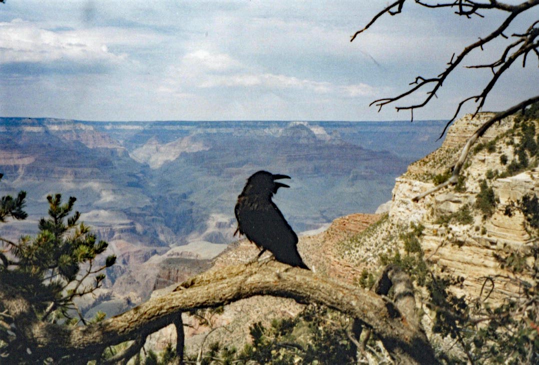 USA, Kalifornien: Krähe vor dem Grand Canyon