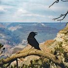 USA, Kalifornien: Krähe vor dem Grand Canyon