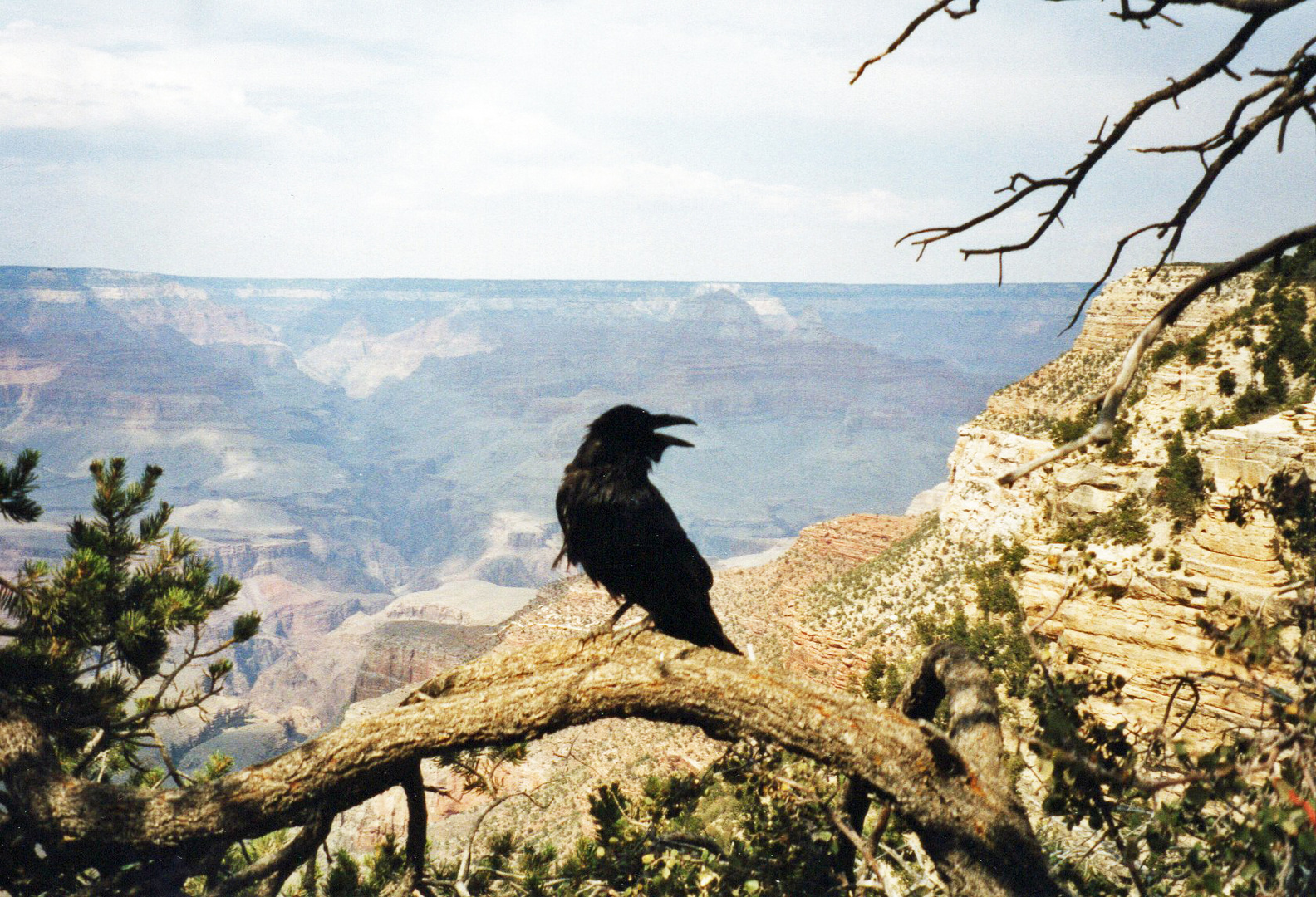 USA: Krähe über dem Grand Canyon