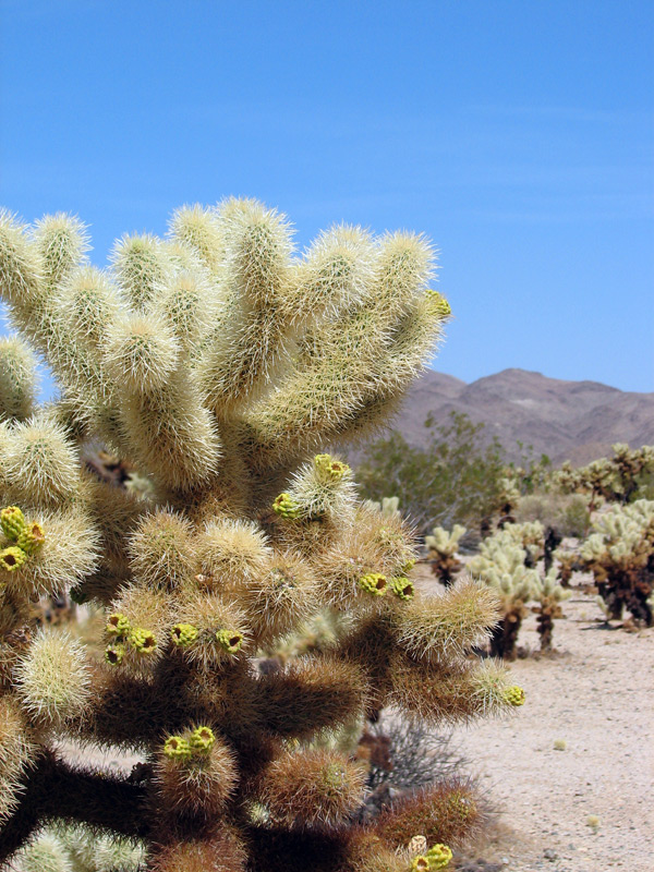 USA Southwest-Reihe: Joshua Tree National Park