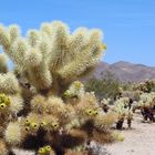 USA Southwest-Reihe: Joshua Tree National Park