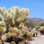 USA Southwest-Reihe: Joshua Tree National Park