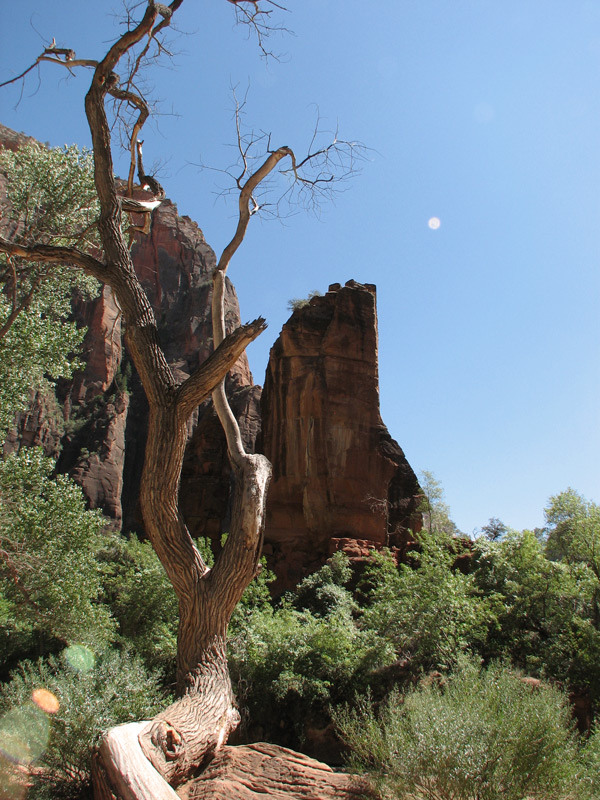 USA Southwest-Reihe: Zion National Park