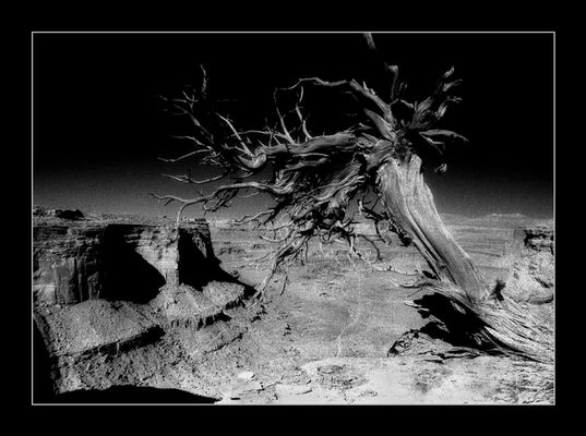 USA / Utah /Canyonlands N.P.