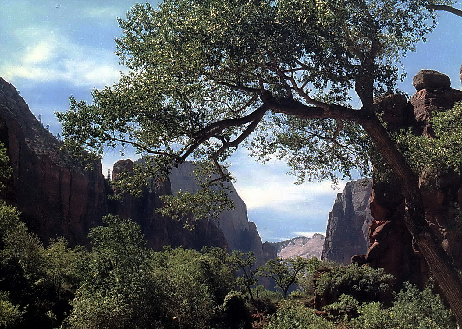 USA-Utah-Zion Nationalpark