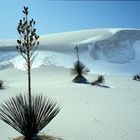 USA White Sands im Schnee