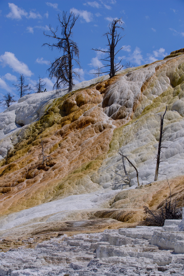 USA - Wyoming - Yellowstone Ntl Park - Mammoth Hot Spring