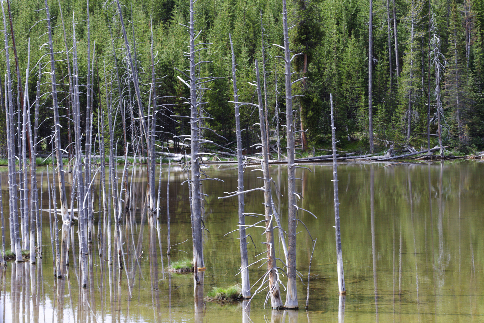 USA -Wyoming - Yellowstone Ntl Park - Norris Geyser Basin