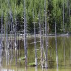 USA -Wyoming - Yellowstone Ntl Park - Norris Geyser Basin