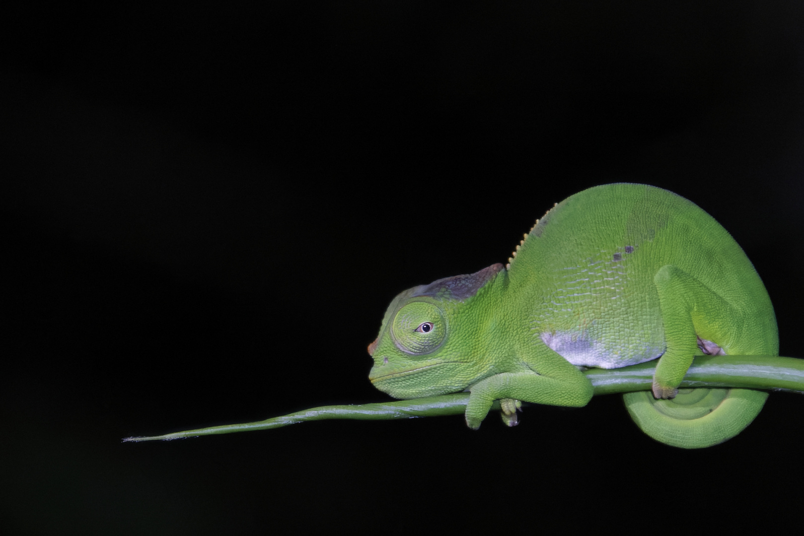 Usambara two-horned chameleon