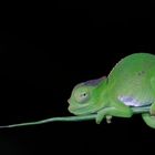 Usambara two-horned chameleon