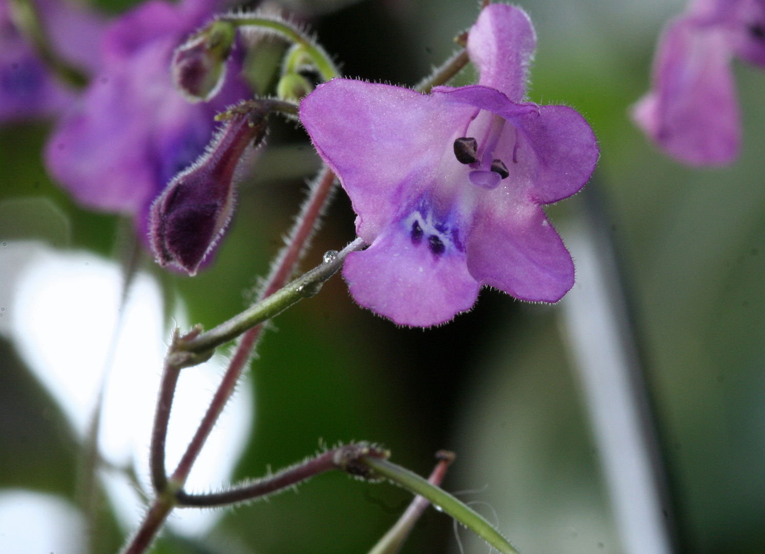 Usambara - Veilchen Wildform