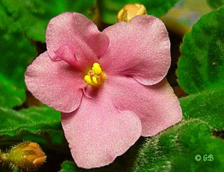Usambara-Veilchenblüte