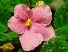 Usambara-Veilchenblüte