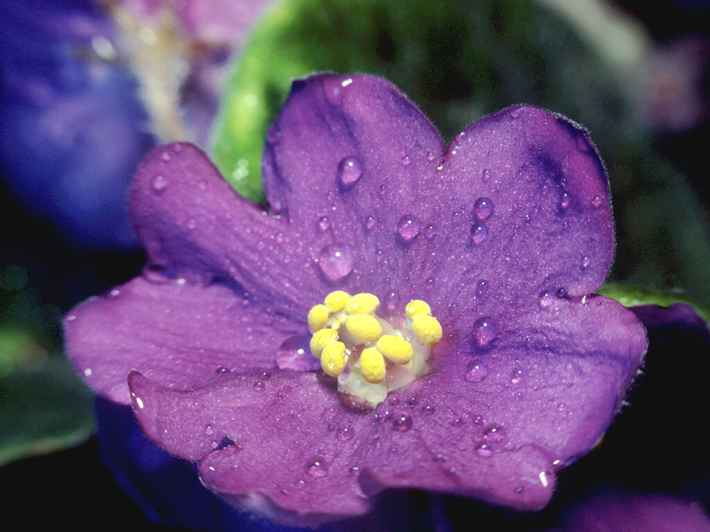 Usambaraveilchen-Blüte