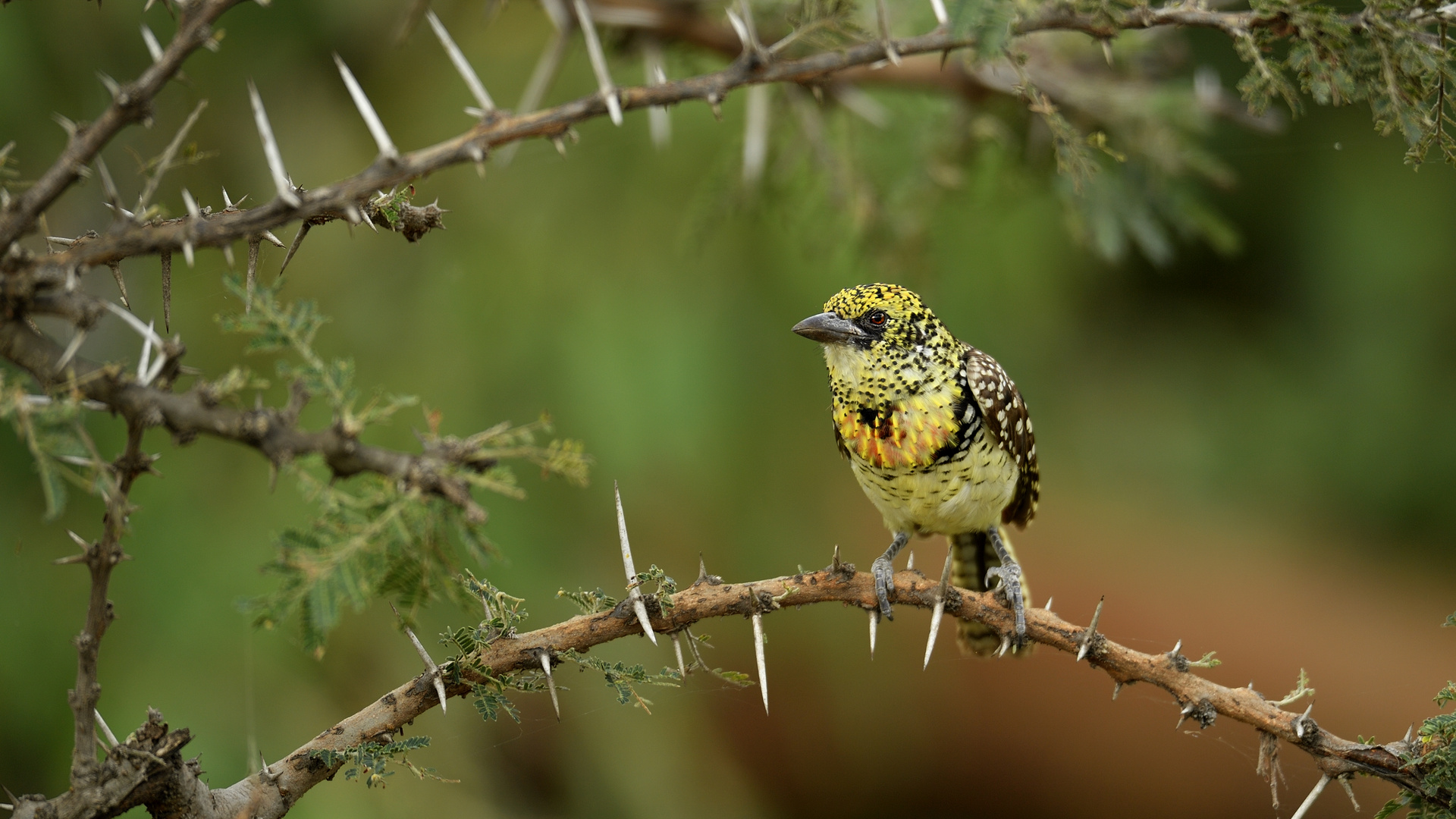 Usambiro Barbet