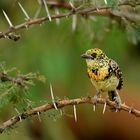 Usambiro Barbet