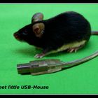 USB-Maus