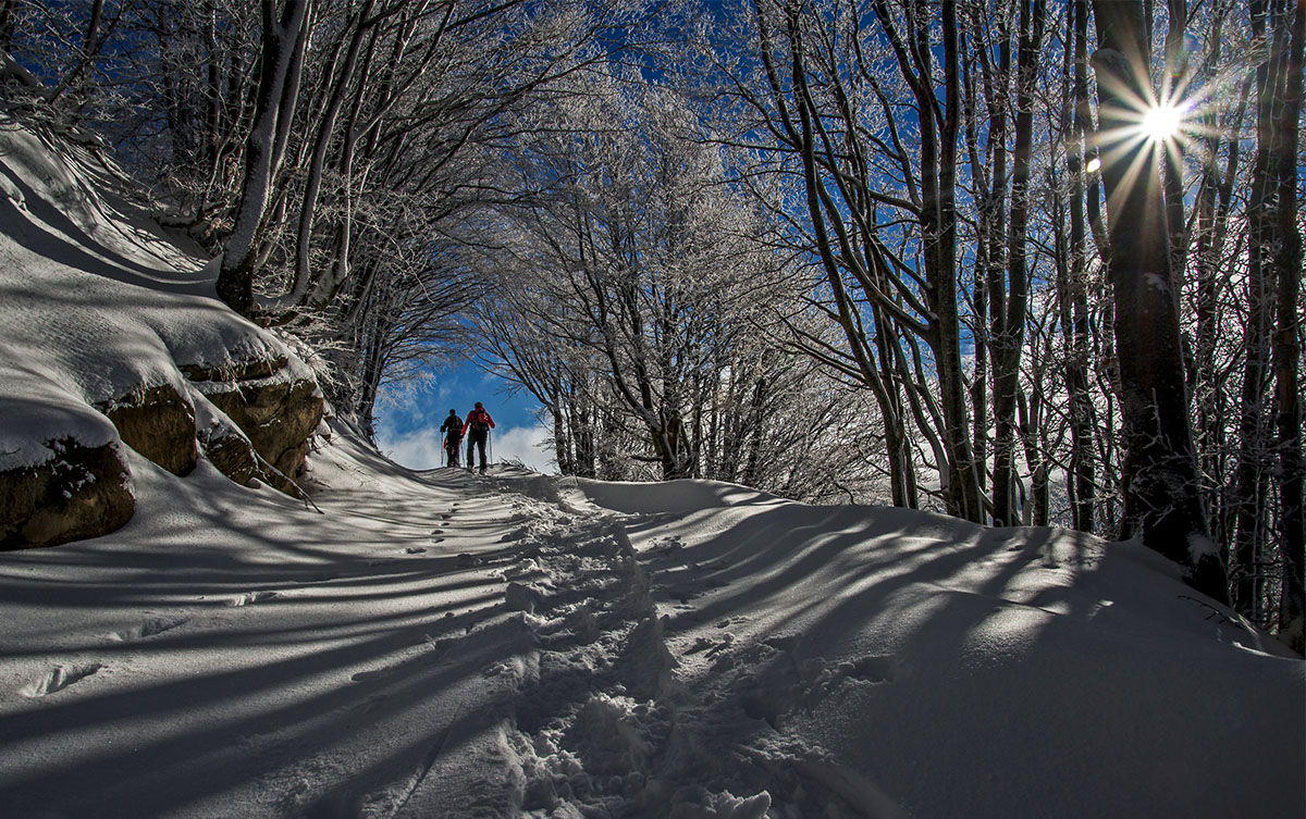 uscendo dal bosco